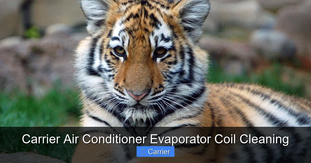 Carrier Air Conditioner Evaporator Coil Cleaning