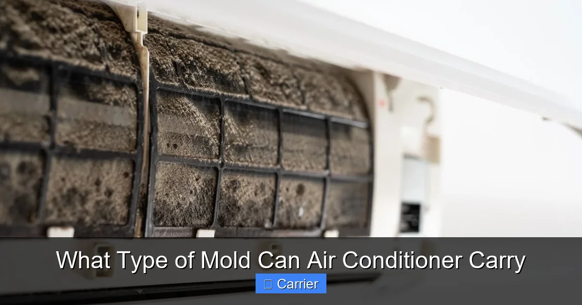 What Type of Mold Can Air Conditioner Carry